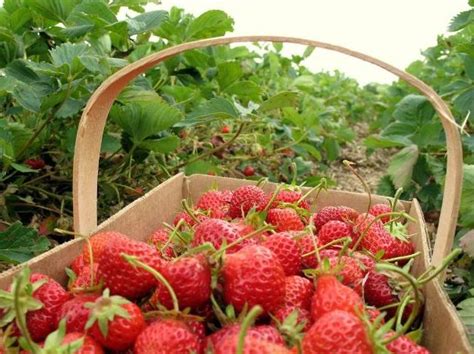 Panduan Lengkap Budidaya Tanaman Buah Strawberry - Mediatani