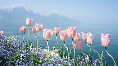 Wallpaper tulip, 4k, HD wallpaper, spring flowers, mountains, Nature #10151