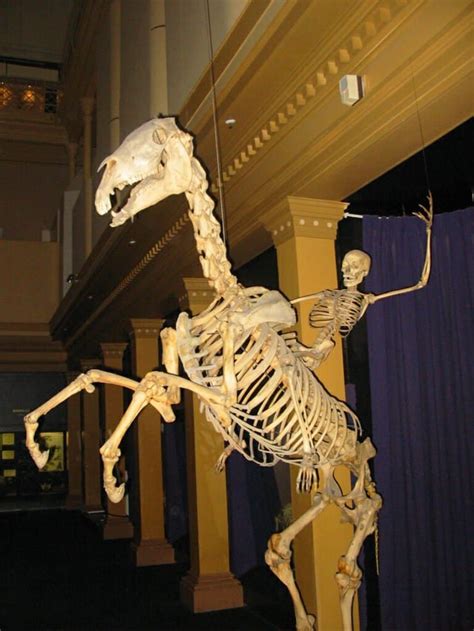 I consider this as the best part of the Australian Museum. A human skeleton riding a horse ...