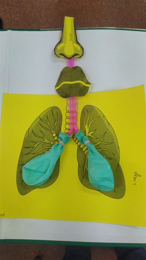 RESPIRATORY SYSTEM | Maqueta del sistema respiratorio, Maqueta cuerpo ...