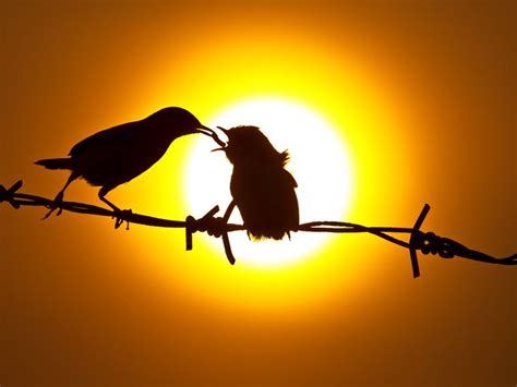 30 Spectacular Silhouette Photos - Best Photography, Art, Landscapes ...