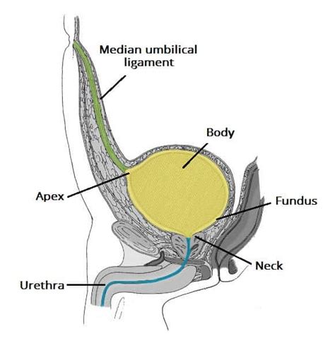 Urinary Incontinence - Clinical Features - Management - TeachMeSurgery