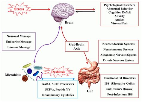 The Enteric Nervous System: Why Your Gut Is Really Your Brain – 168 ...