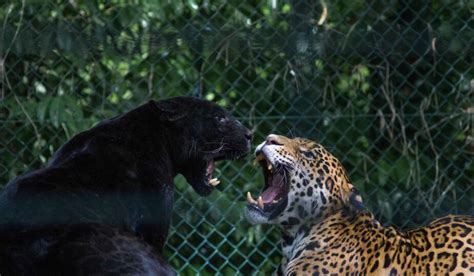 Black Jaguar Animal Facts | A Jaguar With A Gene Mutation - Living Wild ...