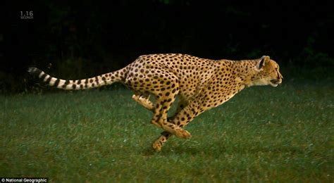 Amazing high definition footage of cheetah's reaching 60 mph show the ...