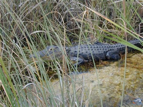 Lake Okeechobee Wildlife Pictures & Sightseeing