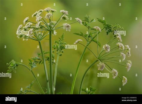 Hemlock Water Dropwort, Oenanthe crocata in flower on riverside, Dorset ...