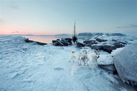 Greenland Dogs Captured in Beautiful Photos As Their World Vanishes