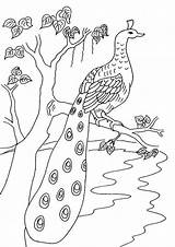 Free & Easy To Print Peacock Coloring Pages  Tulamama sketch template
