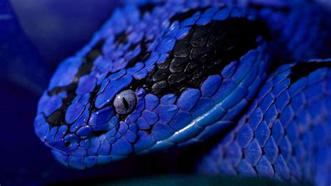 Closeup View Of Blue Black Python Snake HD Animals Wallpapers | HD ...