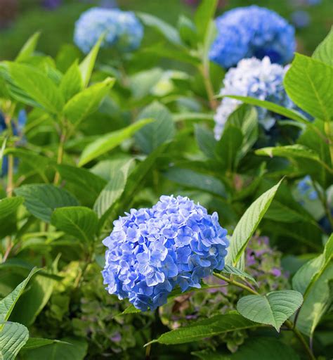 Blue Hydrangea Trebah Garden Cornwall UK Photograph by Wayne Moran - Pixels