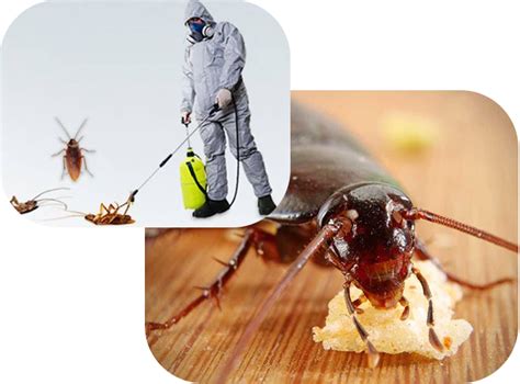 Cockroach Extermination Dundas| Pest Control Dundas | Dundas Pest