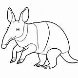 Aardvark Coloring Page Black And White · Creative Fabrica sketch template