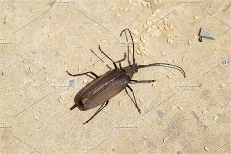 Beetle bark beetle imago of an insect beetle with long antennae ...