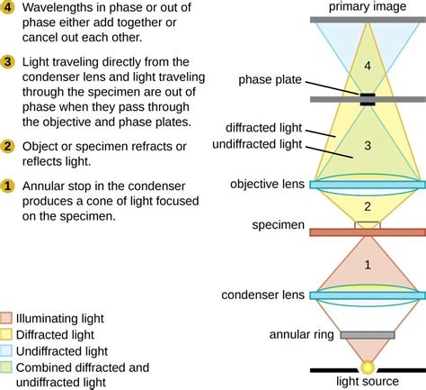 Figure 5. This diagram of a phase-contrast microscope illustrates phase differences between ...