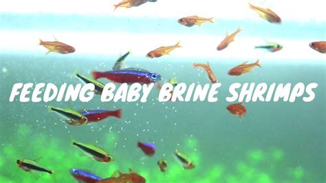 Brine Shrimp Feeding Frenzy: Feeding Baby Brine Shrimps to My Tetras ...