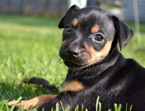 At What Age Is A Pinscher Full Grown