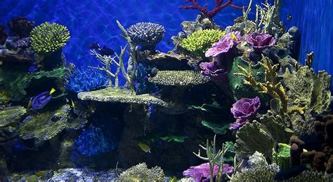 11 Easy Low Light Corals For Beginners - The Aquarium Club