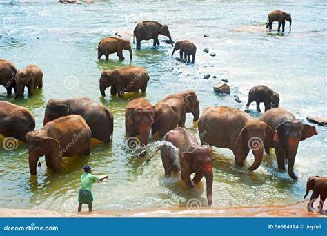 Elephants Bathing, Sri Lanka Editorial Stock Image - Image of ...