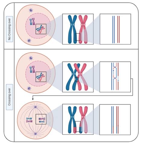 Chromosomal Crossover – NC DNA Day Blog