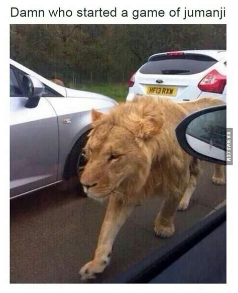 Who let the lions out? | Funny animals, Funny pictures, Animal memes