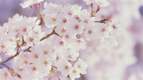 Spring flowers - Spring Wallpaper (22176495) - Fanpop