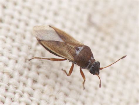 Lygaeidae - Cymus claviculus - a photo on Flickriver