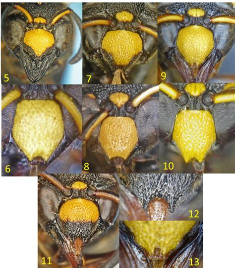 Clypeus of Anterhynchium spp. 5, 6. A. melanopterum; 7, 8. A ...