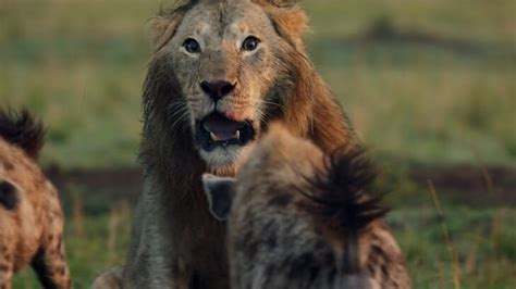 Male Lion Vs Hyena