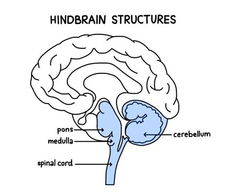 Forebrain, Midbrain & Hindbrain: Functions & Diagrams