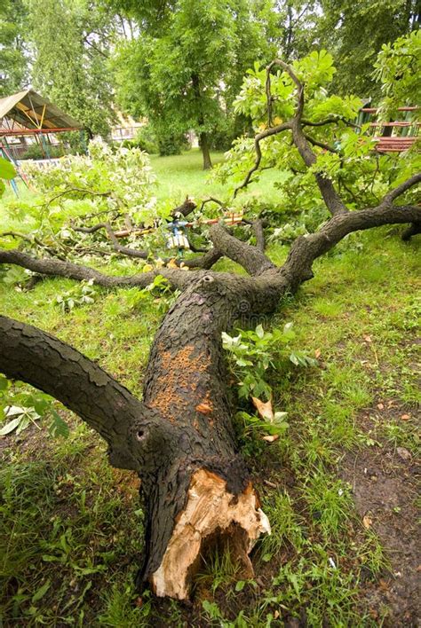 Fallen tree after storm stock photo. Image of color, catastrophy - 10183058