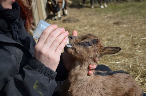 Gratis Afbeeldingen : kind, eten, zoogdier, fles, melk, voeden, geiten ...