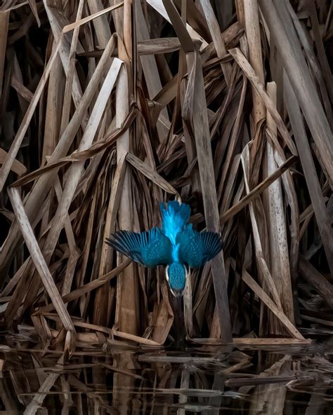 Kingfisher dives in to water in stunning shot - Nature News Scotland