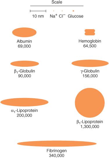 Plasma Proteins & Immunoglobulins | Basicmedical Key