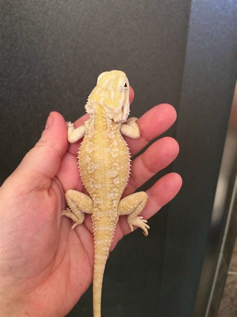 Designer - hypo rankins (hypo pogona henrylawsoni) | Bearded dragon ...