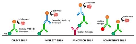 In the ELISA test, what do primary antibodies & secondary antibodies do? | Socratic