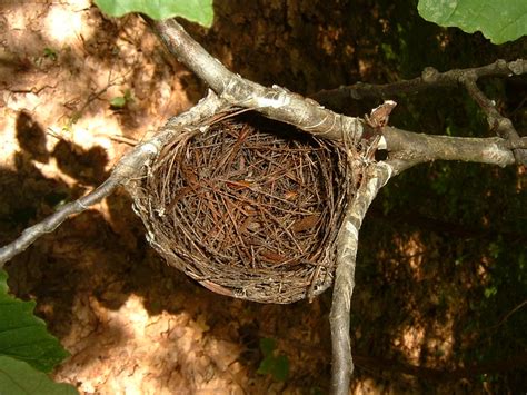 Vireo Nest | Flickr - Photo Sharing!