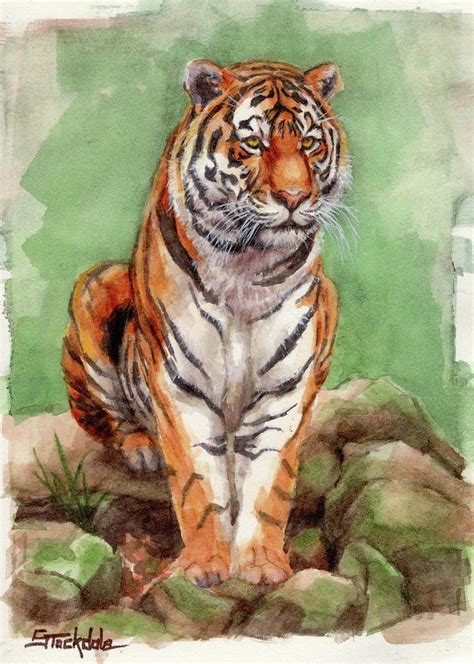 Tiger Watercolor Sketch Painting by Margaret Stockdale - Fine Art America