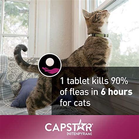 The Best Flea Tablets For Cats? And How Often To Give To Your Cat?