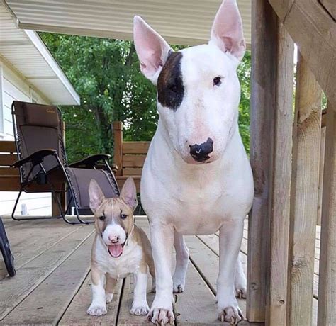 15 Amazing Facts About Miniature Bull Terrier