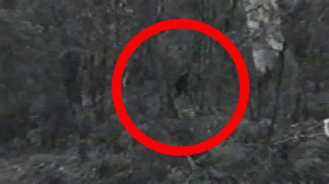 'Best footage yet' of the mysterious Yowie - the Bigfoot-like creature ...