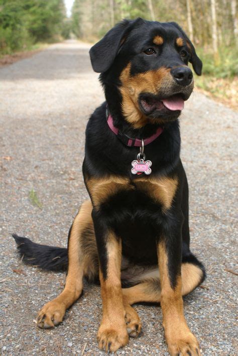 Pin by Rebecca Menchaca on Cuteness | Rottweiler mix puppies, Rottweiler mix, Dog mixes