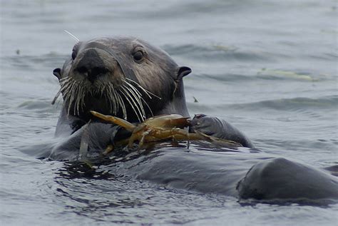 Sea Otter Recovery Fund – California State Coastal Conservancy