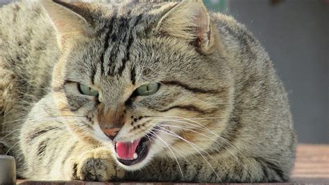 Cat Language: Understanding Your Feline | Barking Out Loud