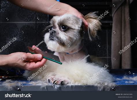 925 Shih Tzu Haircut Stock Photos, Images & Photography | Shutterstock