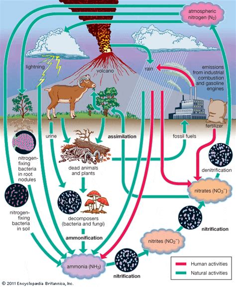 Nitrogen Fixing Bacteria | Family Food Garden