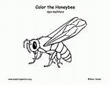 Honey Bee Coloring Page sketch template