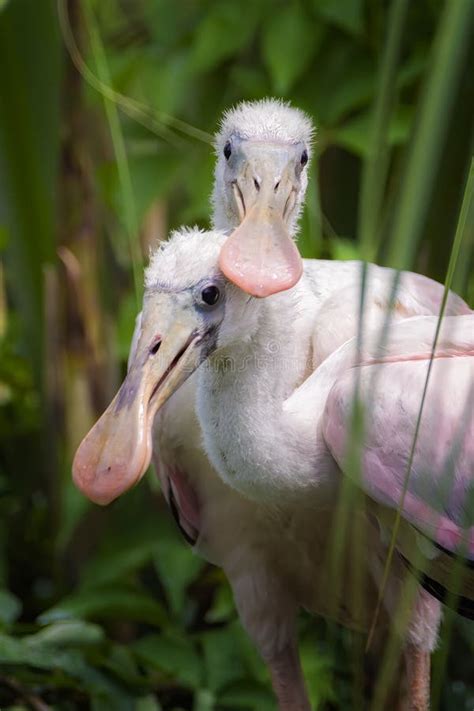 Roseate Spoonbill Baby Chicks Spooning Stock Photo - Image of birds, feathers: 186716914