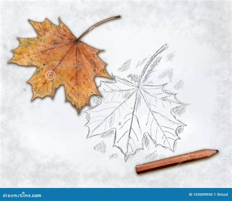 Maple leaf stock photo. Image of decoration, season - 103009950