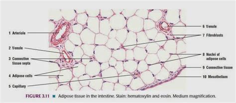 Gambar Biologi Gonzaga Jaringan Hewan Gambar Kartilago Fibrosa Tulang Ikat Longgar di Rebanas ...